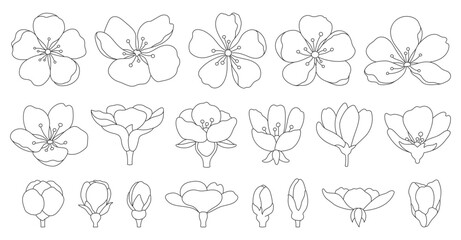 Sakura cherry flower blossom doodle black line set. Seasonal oriental decorating plant blooming Chinese Japanese symbol hand draw style thin outline element blooming spring summer botanical isolated