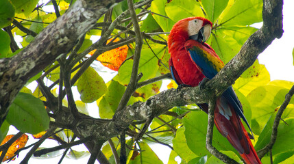 Scarlet Macaw, Ara macao, Lapa Roja, Corcovado National Park, Osa Conservation Area, Osa Peninsula,...