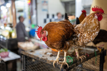 Chicken (Bird, Animal) - offer at a Market in Morocco