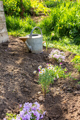 Spring garden decoration with flowers, planting flowers in the ground near the house, home gardening and hobby