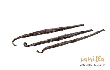 Dried vanilla pods isolated background. Three vanilla sticks hand drawn illustration