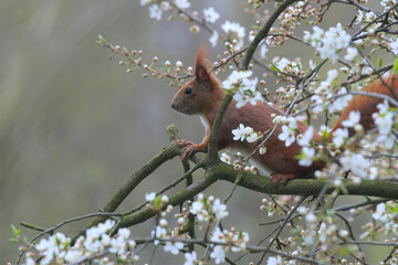 Wiosenna wiewiórka