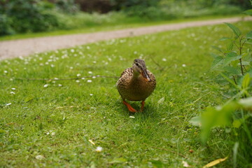 Duck in park by the lake or river. Nature wildlife mallard duck on green grass. Close up ducks, see the details and expressions of ducks. Travel photo, selective focus, blurred background.