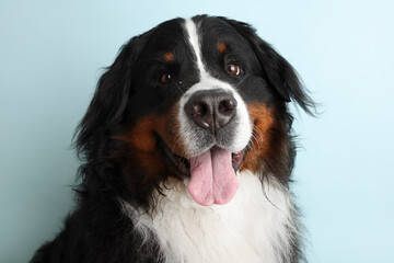 Photo Bernese Mountain Dog on a soft blue background. Studio shot of a dog in front of an isolated background.