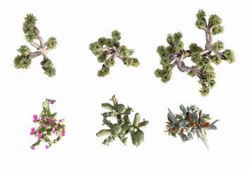 Set of plan 2D view succulents isolated on white background, Use for visualization in graphic design