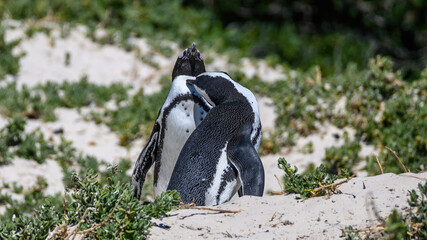 African Penguin pair preening one another