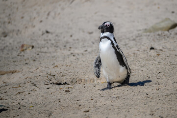 Fototapeta premium African Penguin waddling down the beach
