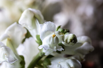 Close-up of flowers