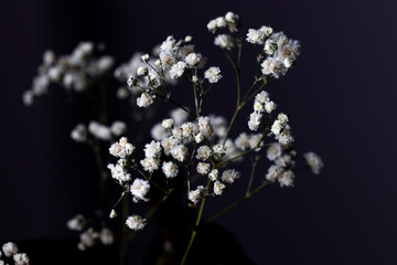 Close-up of flowers