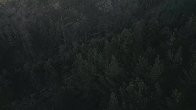 Aerial shot over a forest of trees at sunset, golden hour, tilting the image downwards on Monte Aloia, Galicia Spain