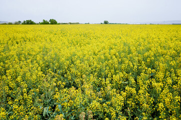 Obraz premium Yellow field in full bloom planted with rapeseed (brassica napus). Crop dedicated to the production of rapeseed oil. Colza oil.