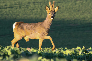 Roe deer in early spring in wild nature with green background,useful for hunting magazines, articles or news Slovakia