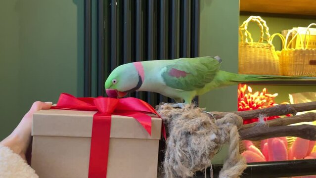 A parrot next to a colorful gift box is dancing for christmas or birthday. 