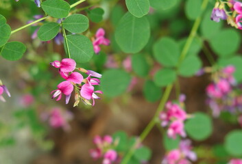 ピンクの萩の花