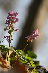 Blossomed flower in early spring wild nature, Slovakia 