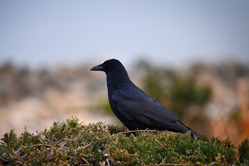 Obraz premium カラスの横顔