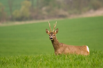 Naklejka na ściany i meble Roe deer in rut in wildlife nature,spring, summer, Slovakia 