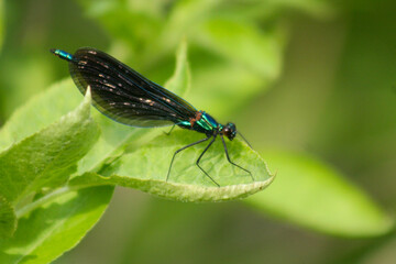 Insect in macro close up view in green background, green is life, Slovakia