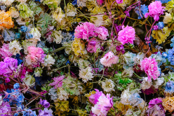 SMALL DRY FLOWERS CLOSE-UP