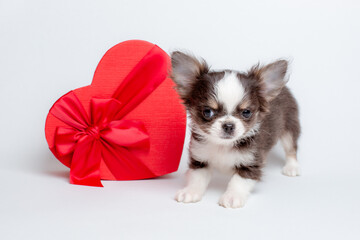 a chihuahua puppy with a heart-shaped gift box on a white background