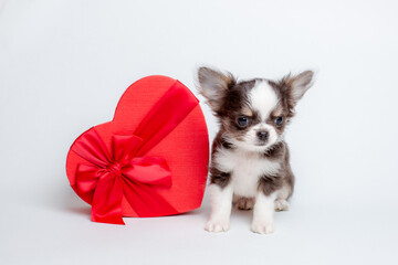 a chihuahua puppy with a heart-shaped gift box on a white background