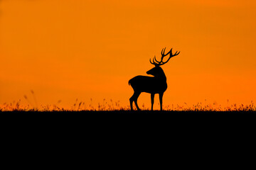 Fototapeta na wymiar Silhouette of red deer in epic orange sunset during autumn rut in wild nature, Slovakia