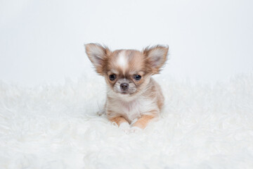 a chihuahua puppy on a fur blanket on a white background