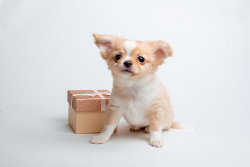 a chihuahua puppy with a gift box on a white background