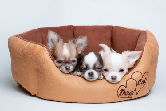 a group of chihuahua puppies sleeping on a dog bed on a white background