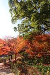 Naklejka premium 紅葉（モミジ）日本 #秋 #紅葉 #モミジ コピースペース