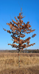 vertical panoramic photo of an oak tree with yellow leaves