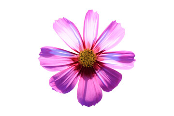 cosmos flower isolated on white background.