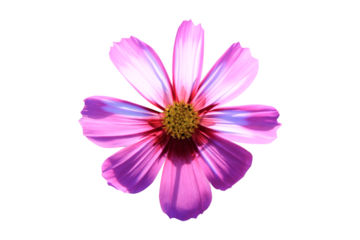 cosmos flower isolated on white background.