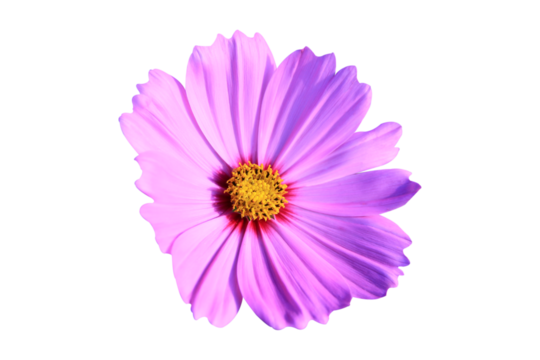 pink cosmos flower isolated on white background.
