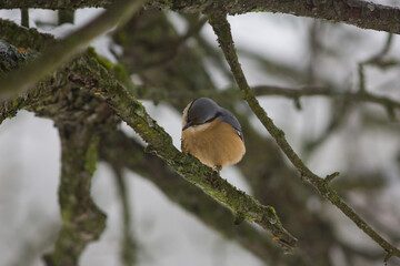 Bird - nuthatch in tree in winter time, wildlife nature, Slovakia