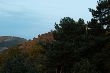 pine forest in the autumn