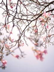 cherry blossom