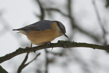Bird - nuthatch in tree in winter time, wildlife nature, Slovakia