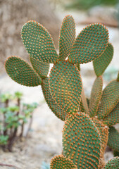 Close-up of the cactus. Details of a plant.
