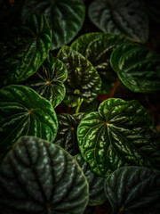 green leaves background