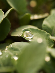 water drops on a leaf
