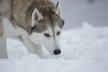 Husky dog close up photo in winter and snow 