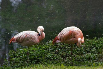 pink flamingo in the zoo