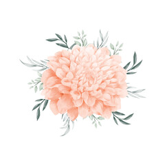 Single flower illustration on the white back ground.