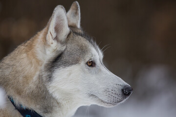 Husky dog close up photo in winter and snow 