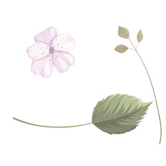 flower and leaves separated. Jasmine flowers, bud and leaves. vector illustration for designs, decorations, posters, fabric and textile prints. Separate isolated 