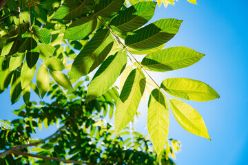 Fototapeta na wymiar background of green leaves in the spring and summer season in the hot sun in the blue sky