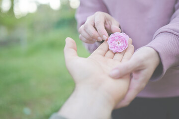 Man's hand giving a small rose to a woman. Dwarf pink hybrid rose flower (rosa x centifolia,...