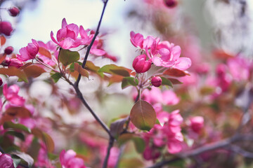 Nature. A blooming branch of a pink apple tree. Bright spring flowers. Trees in flowers. Close-up image of spring blooming, bright pink flowers. High quality photo