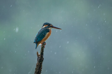 A common kingfisher native to Eurasia perching on a branch in the middle of the rain with bokeh background 